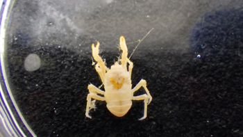 Media type: image;   Invertebrate Zoology 153333 Description: Live specimen.;